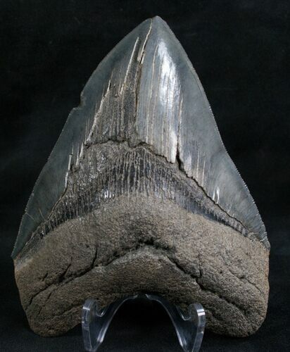 Sharp Megalodon Tooth - Grey Enamel #7828